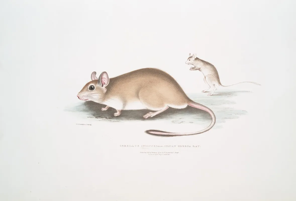 Indian Gerboa Rat Gerbillus Indicus