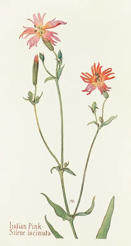 Indian Pink by Margaret Armstrong - Canvas Print