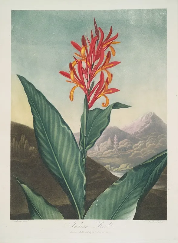 Indian Reed by Robert John Thornton - Canvas Print