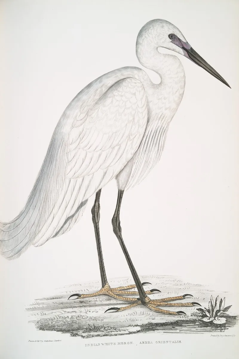 Indian White Heron Ardea Orientalis