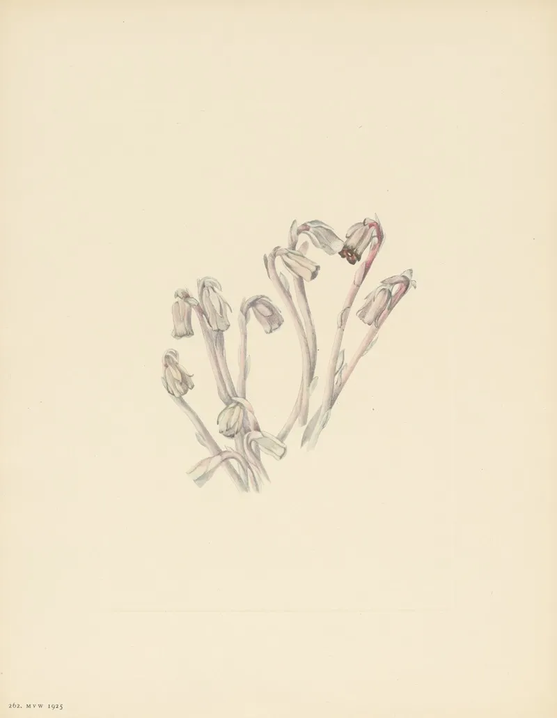 Indianpipe Monotropa Uniflora 2