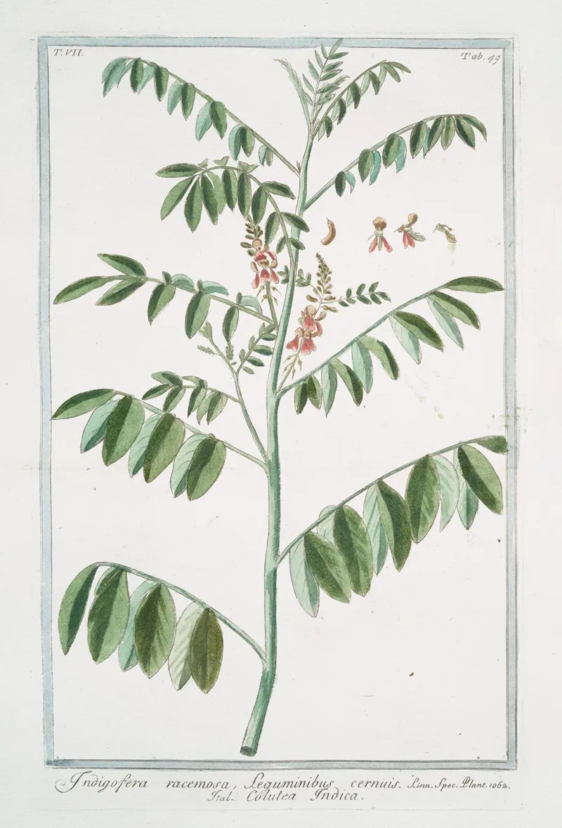 Indigofera Racemosa Seguminibus Cernuis Colutea Indica Rusty Indigo
