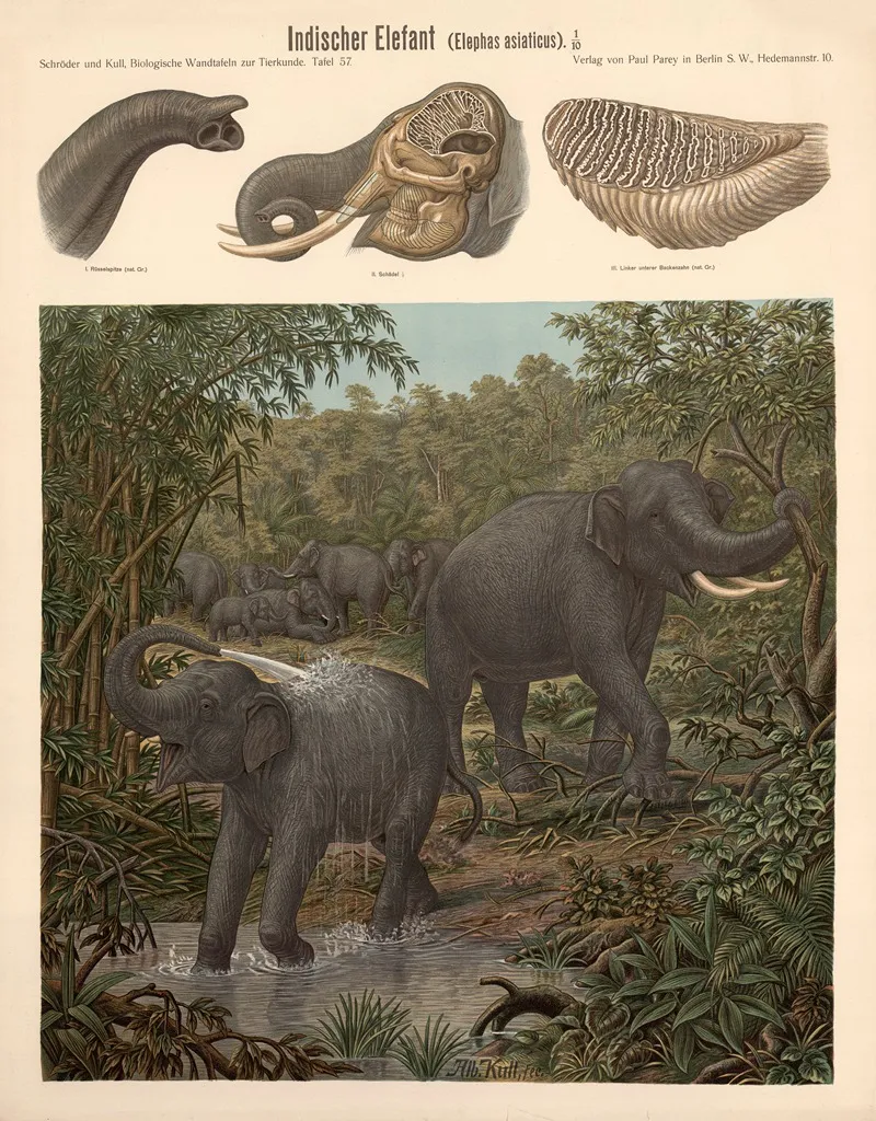 Indischer Elefant Elephas Asiaticus
