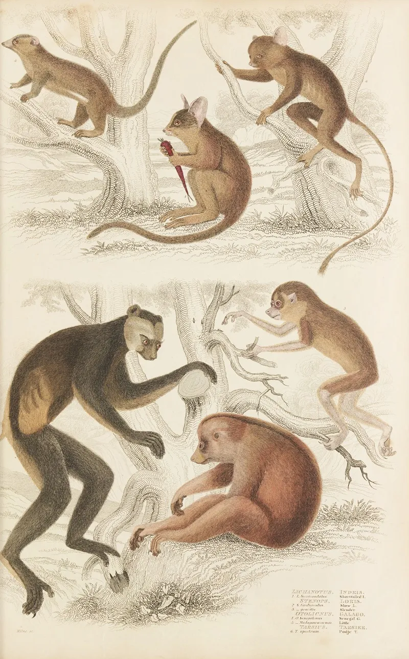 Indris Loris Galago Tarsier by William MacGillivray - Canvas Print