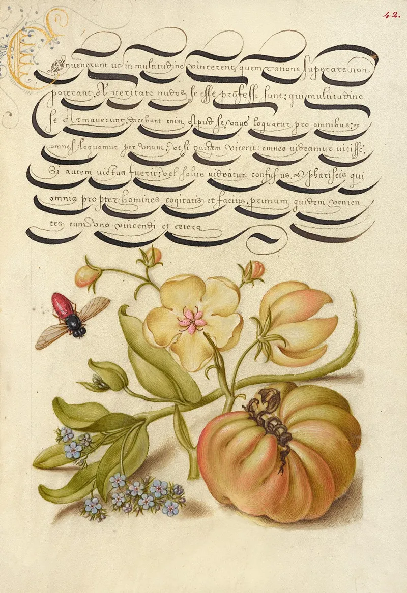 Insect Moth Mullein Forget Me Not And Tomato by Joris Hoefnagel - Canvas Print