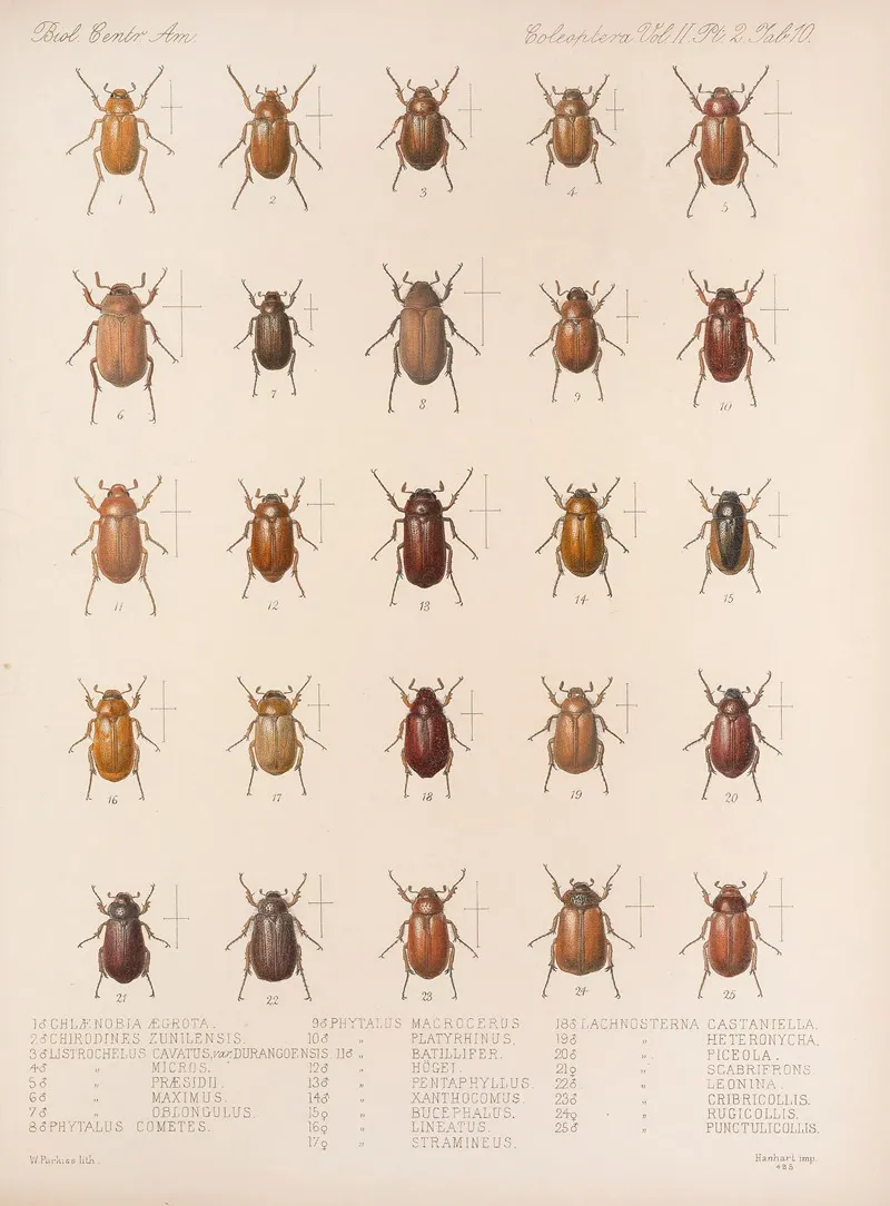 Insecta Coleoptera Pl 010