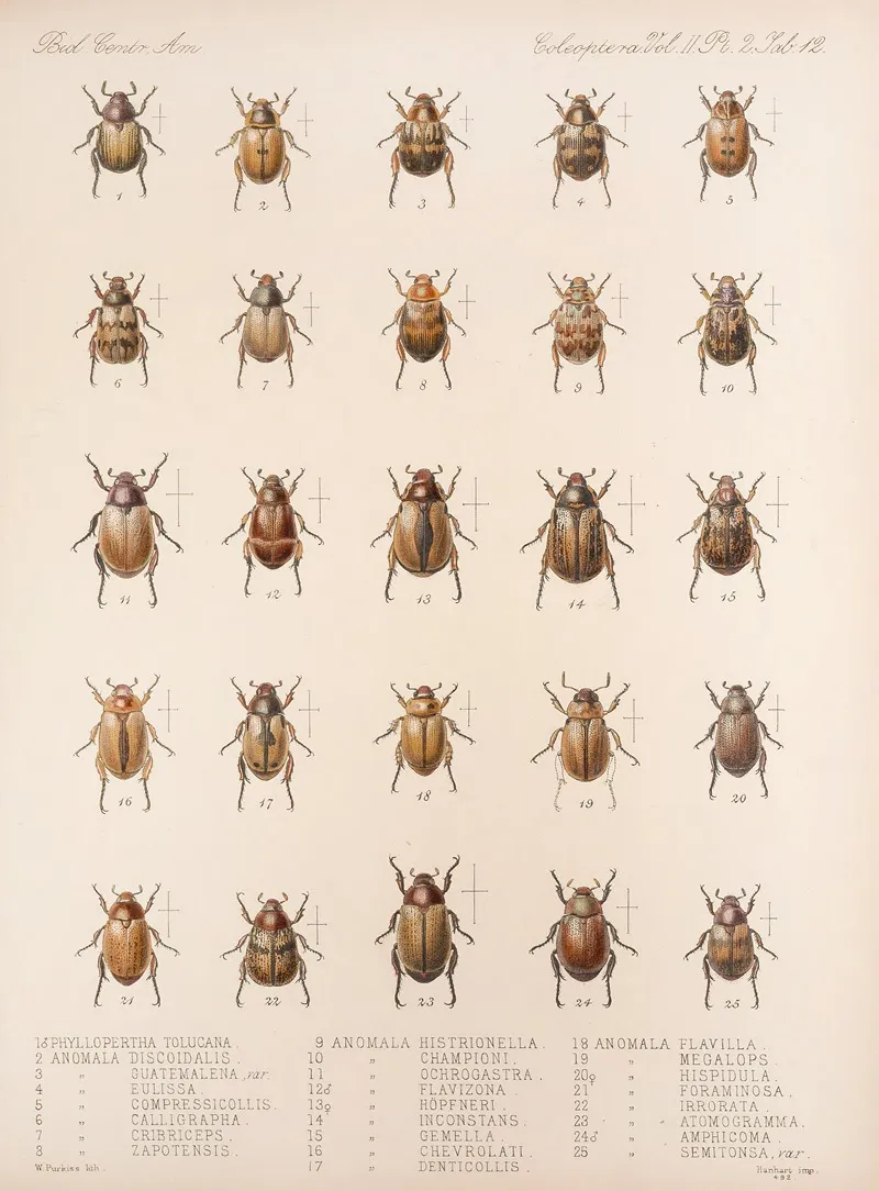 Insecta Coleoptera Pl 012 by Frederick DuCane Godman - Canvas Print