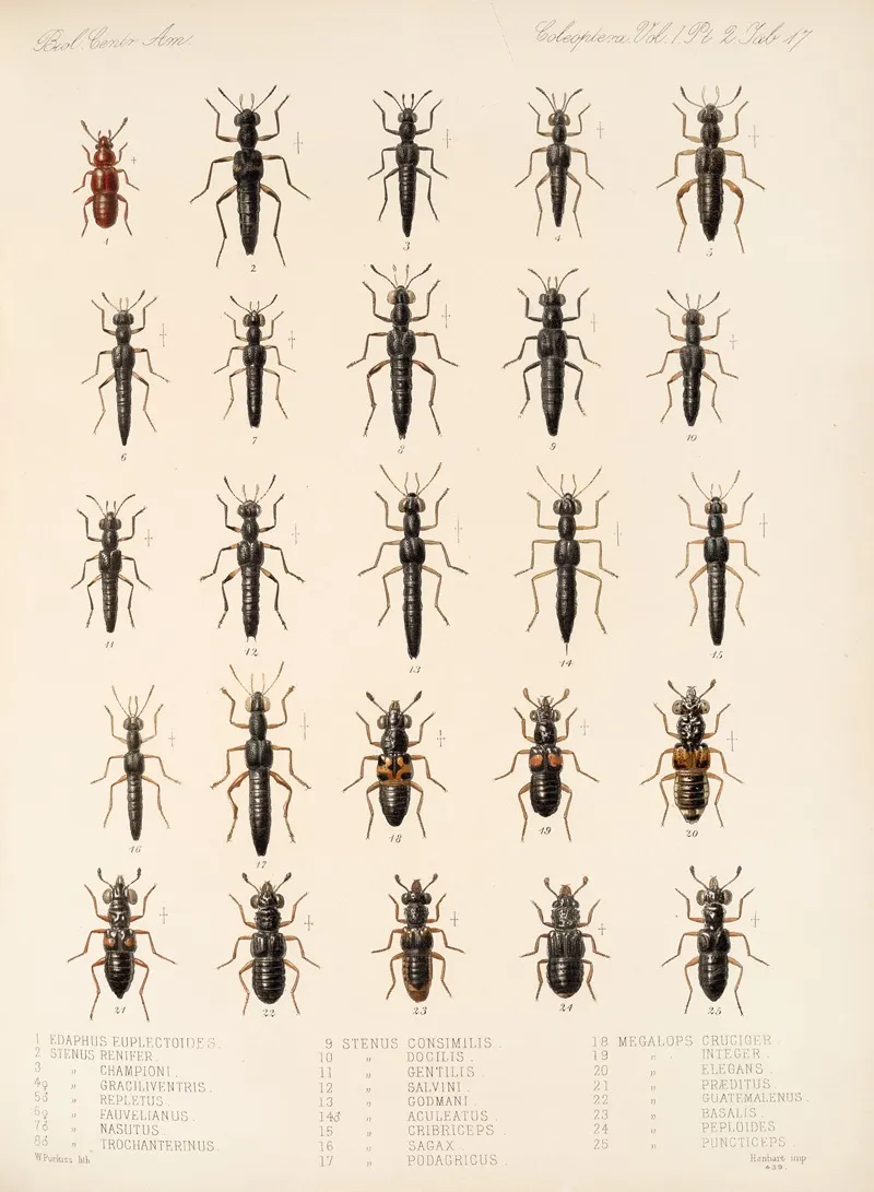 Insecta Coleoptera Pl 054