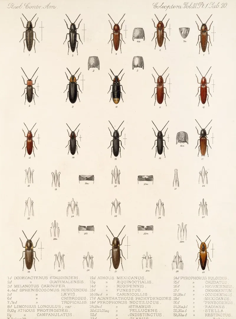 Insecta Coleoptera Pl 075