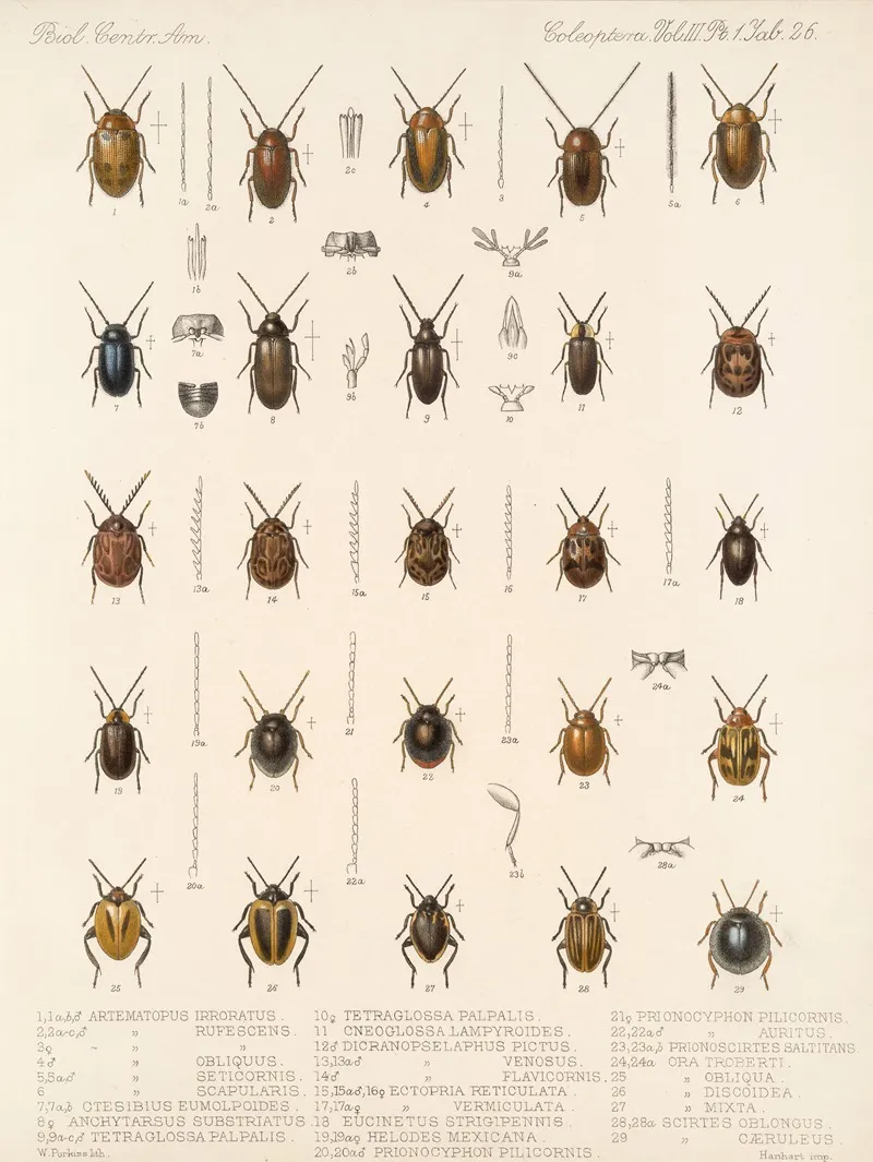 Insecta Coleoptera Pl 081