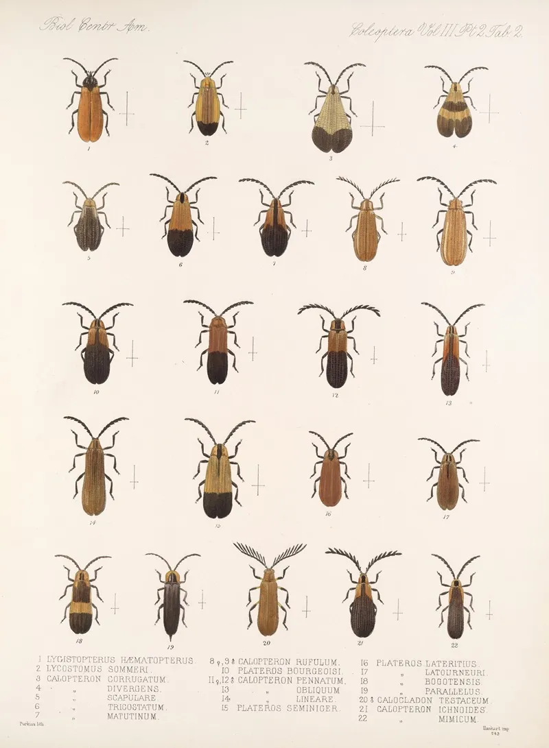 Insecta Coleoptera Pl 084