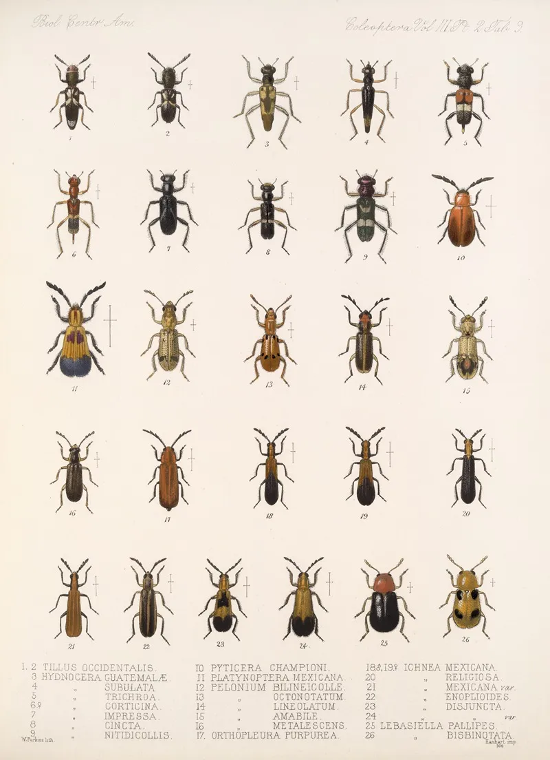 Insecta Coleoptera Pl 091