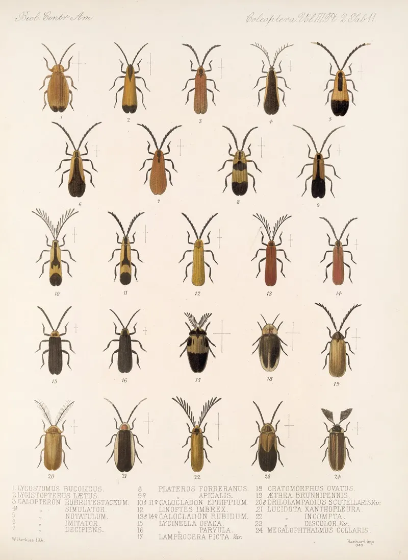 Insecta Coleoptera Pl 093 by Frederick DuCane Godman - Canvas Print