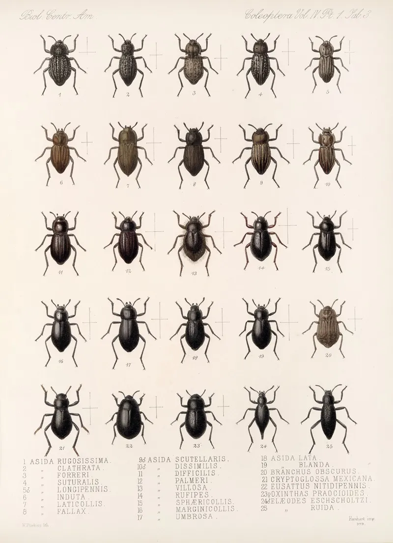 Insecta Coleoptera Pl 098