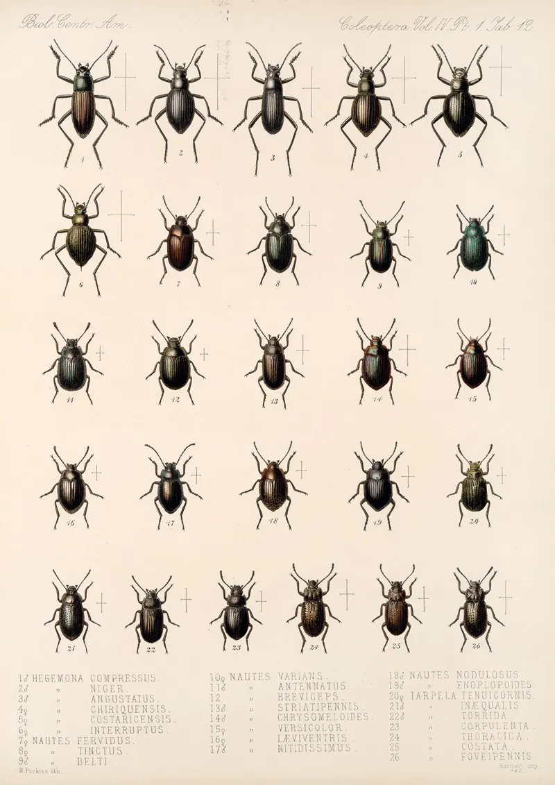 Insecta Coleoptera Pl 107