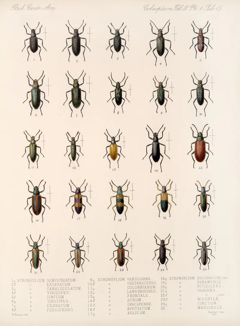 Insecta Coleoptera Pl 110