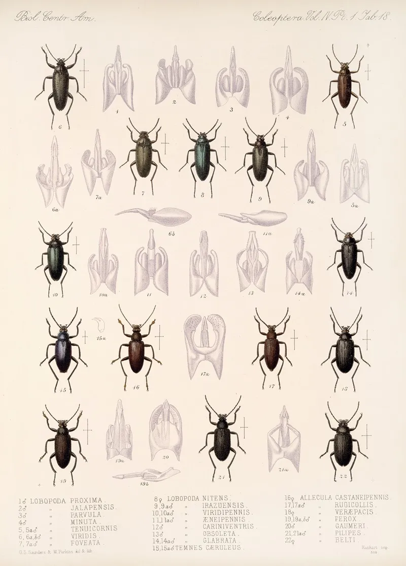 Insecta Coleoptera Pl 113