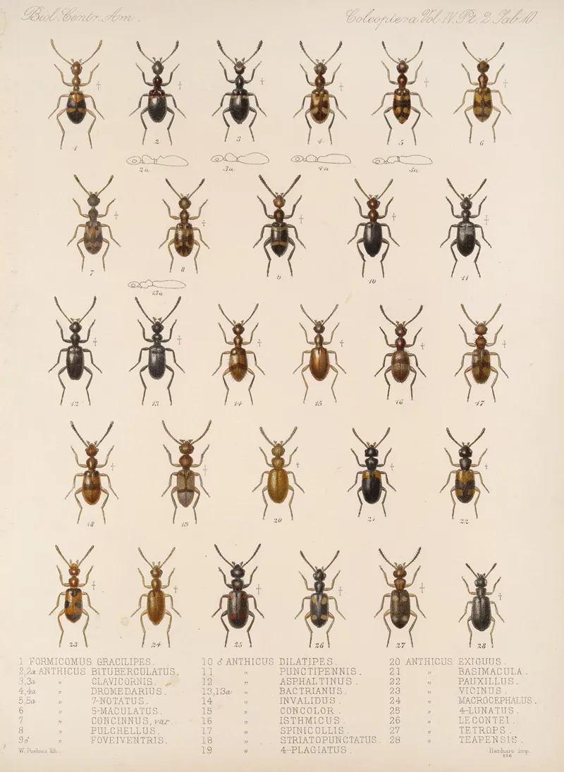 Insecta Coleoptera Pl 128