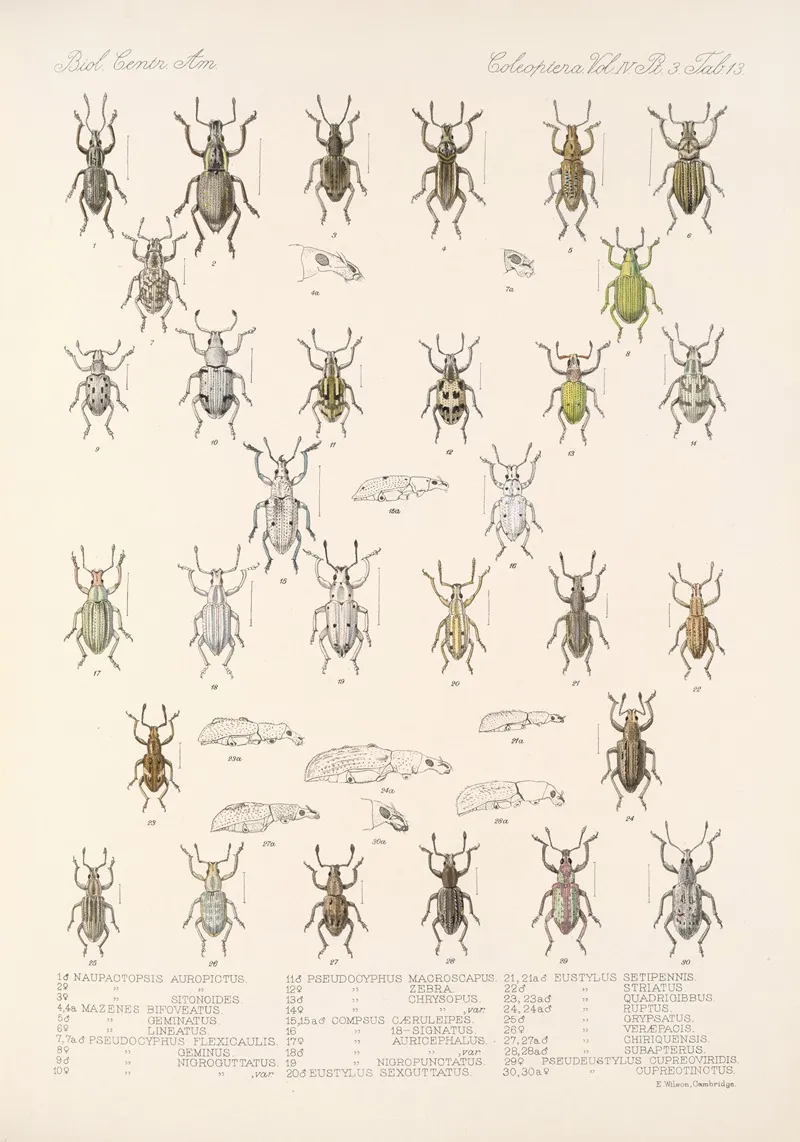 Insecta Coleoptera Pl 152