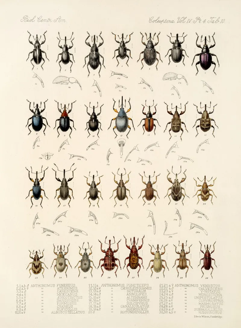 Insecta Coleoptera Pl 155