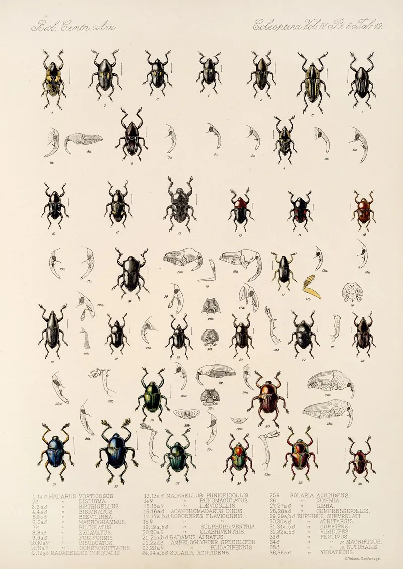 Insecta Coleoptera Pl 193
