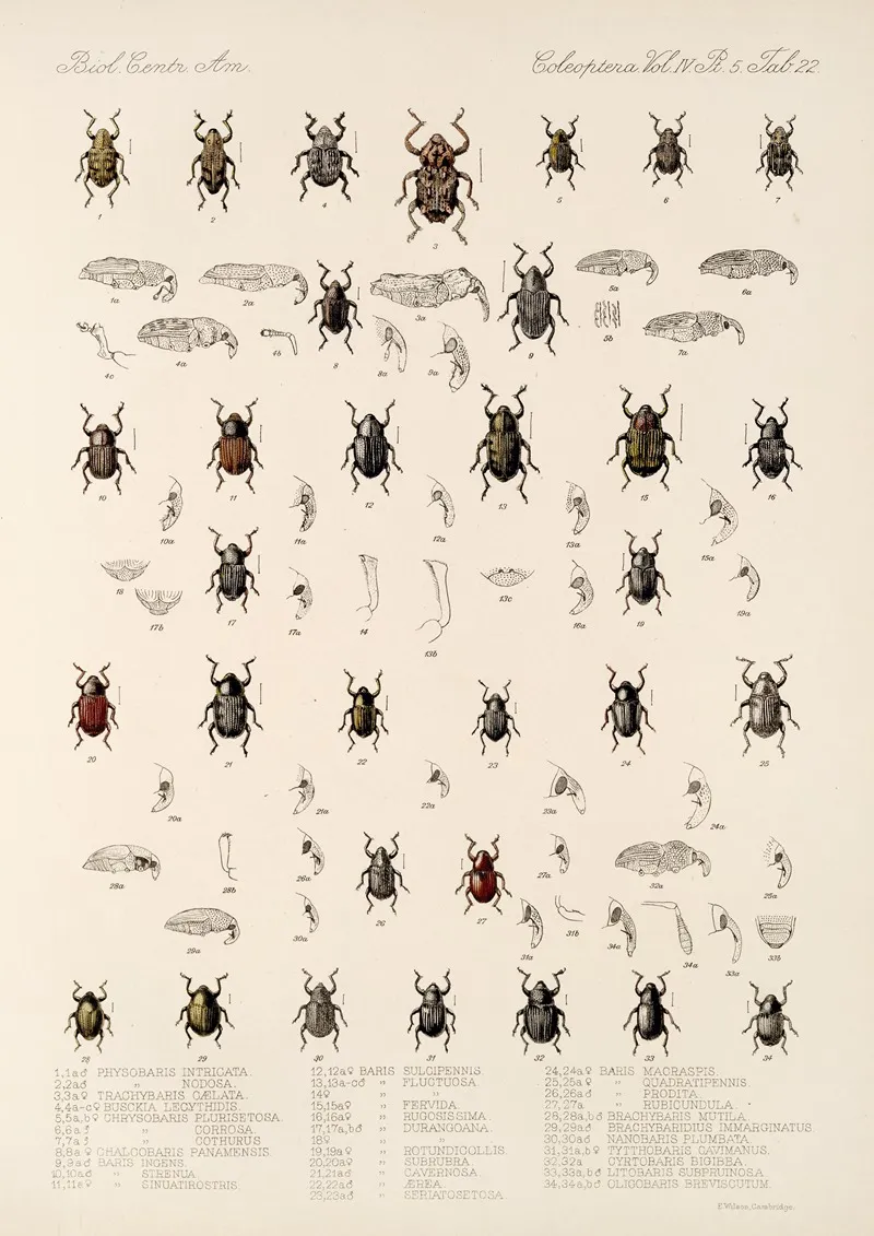 Insecta Coleoptera Pl 196