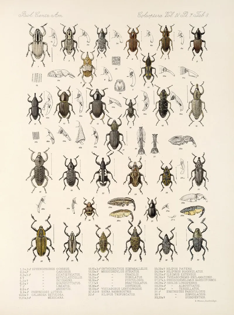 Insecta Coleoptera Pl 205