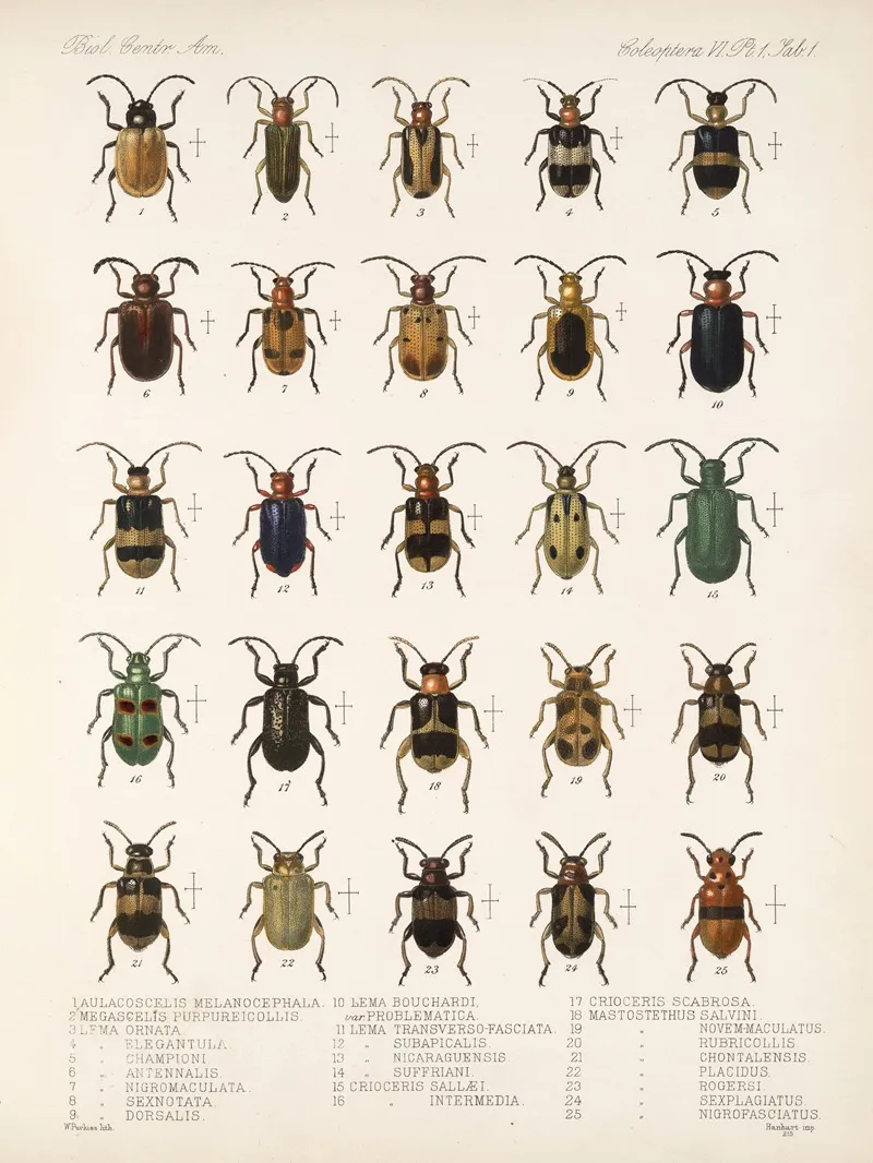 Insecta Coleoptera Pl 233