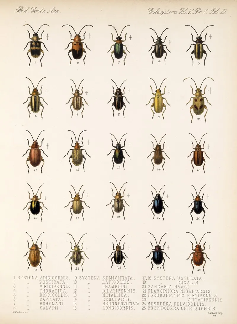 Insecta Coleoptera Pl 252