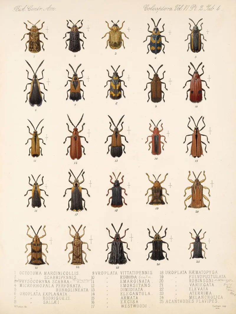 Insecta Coleoptera Pl 279