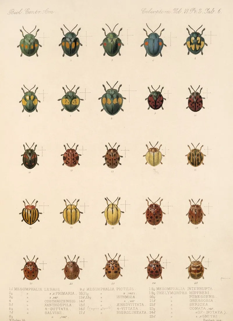 Insecta Coleoptera Pl 281