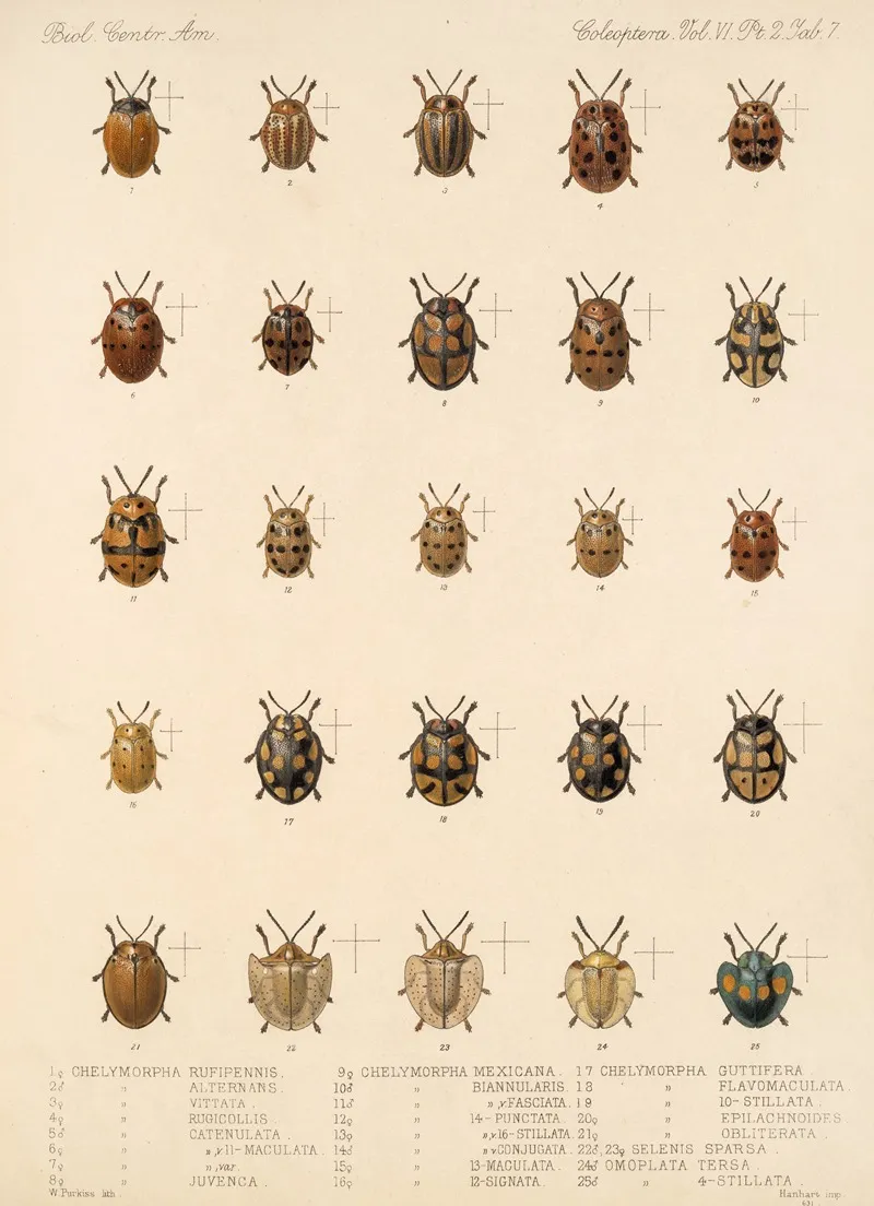 Insecta Coleoptera Pl 282