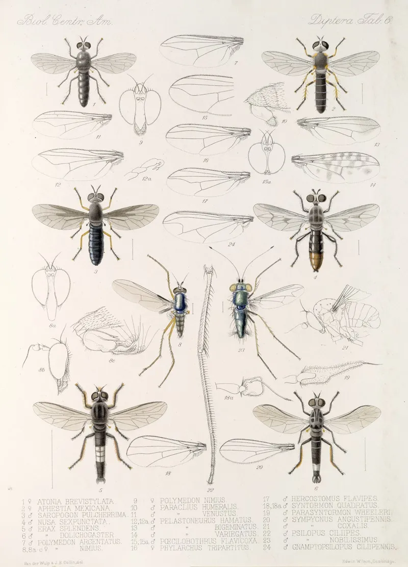 Insecta Diptera Pl 08