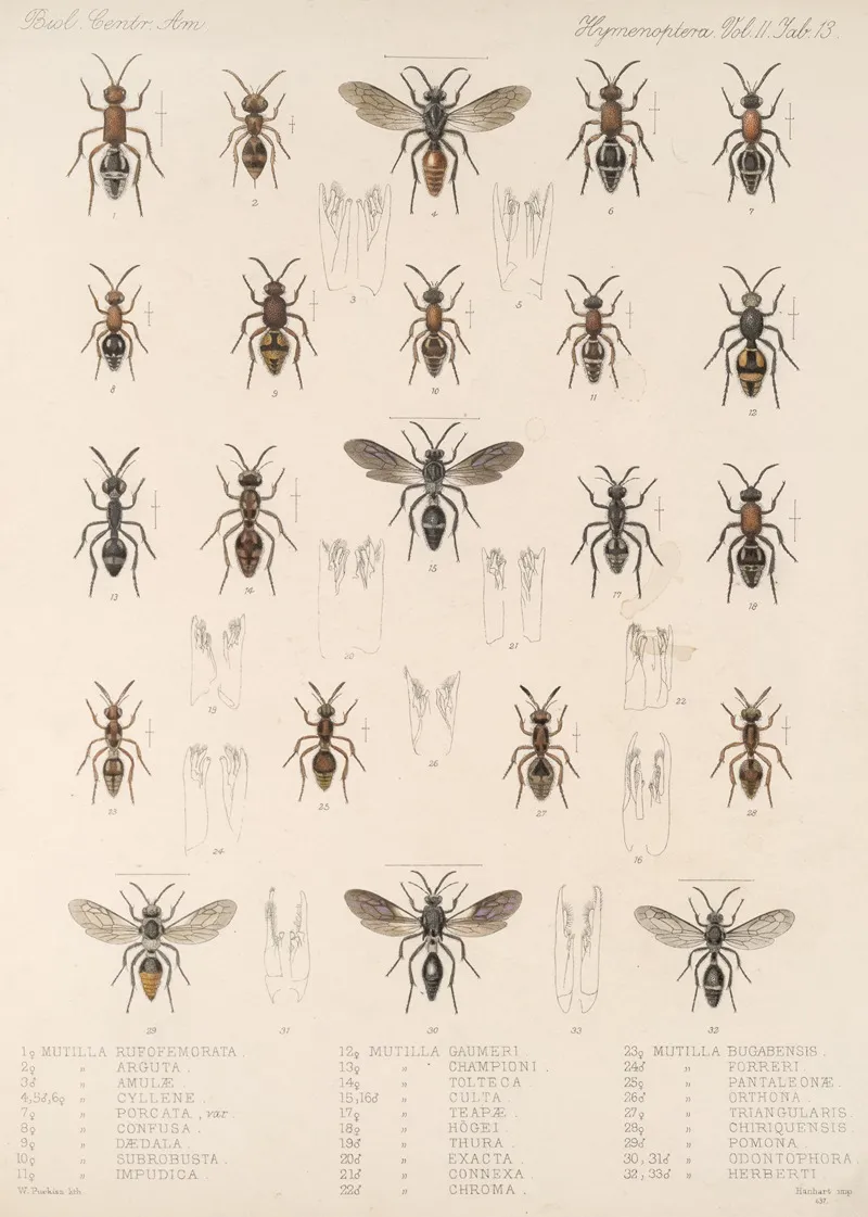 Insecta Hymenoptera Pl 33