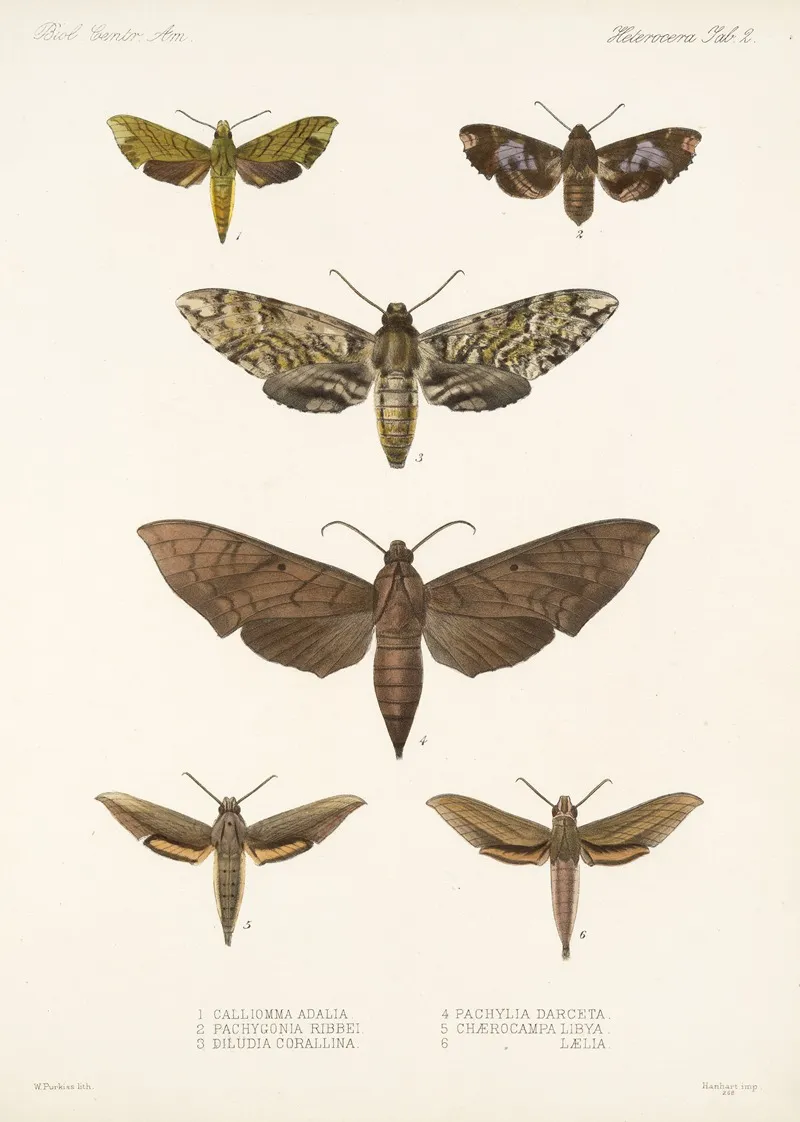 Insecta Lepidoptera Heterocera Pl 002