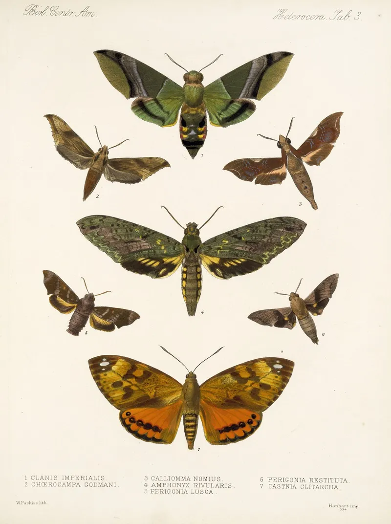 Insecta Lepidoptera Heterocera Pl 003