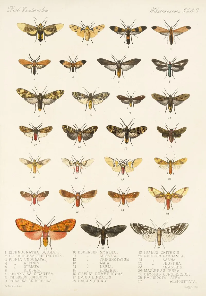 Insecta Lepidoptera Heterocera Pl 009