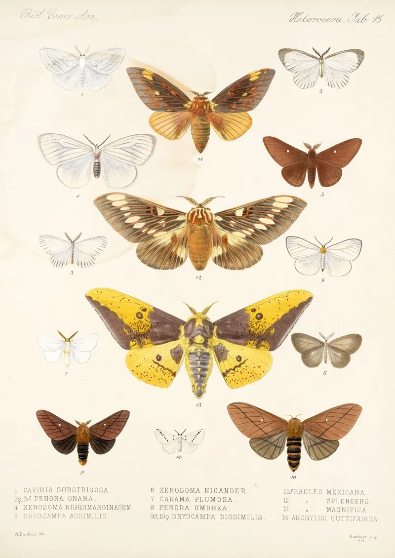Insecta Lepidoptera Heterocera Pl 015