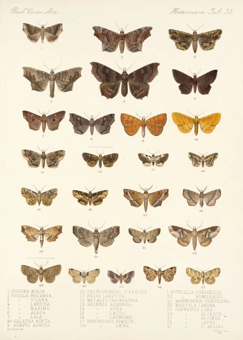 Insecta Lepidoptera Heterocera Pl 033