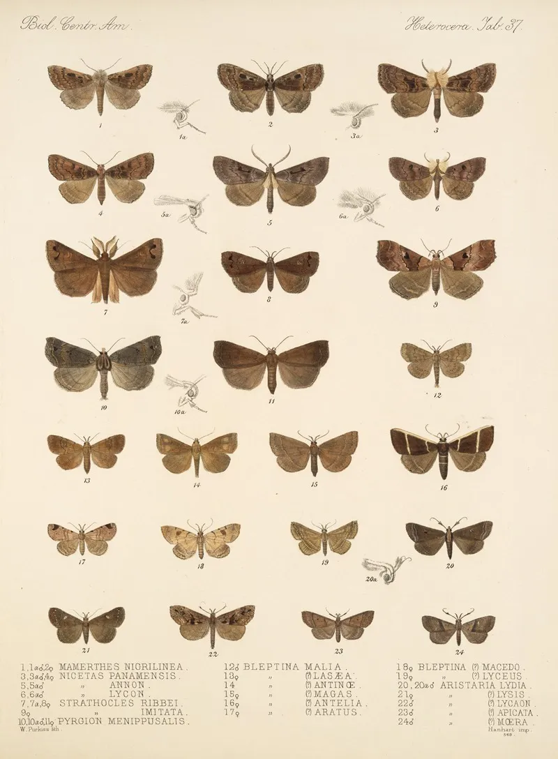 Insecta Lepidoptera Heterocera Pl 037 by Frederick DuCane Godman - Canvas Print