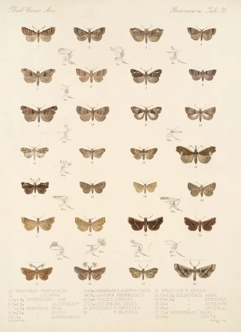 Insecta Lepidoptera Heterocera Pl 038