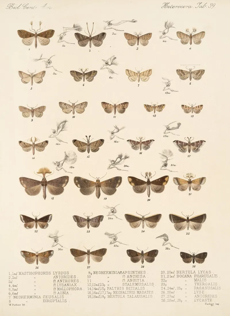 Insecta Lepidoptera Heterocera Pl 039