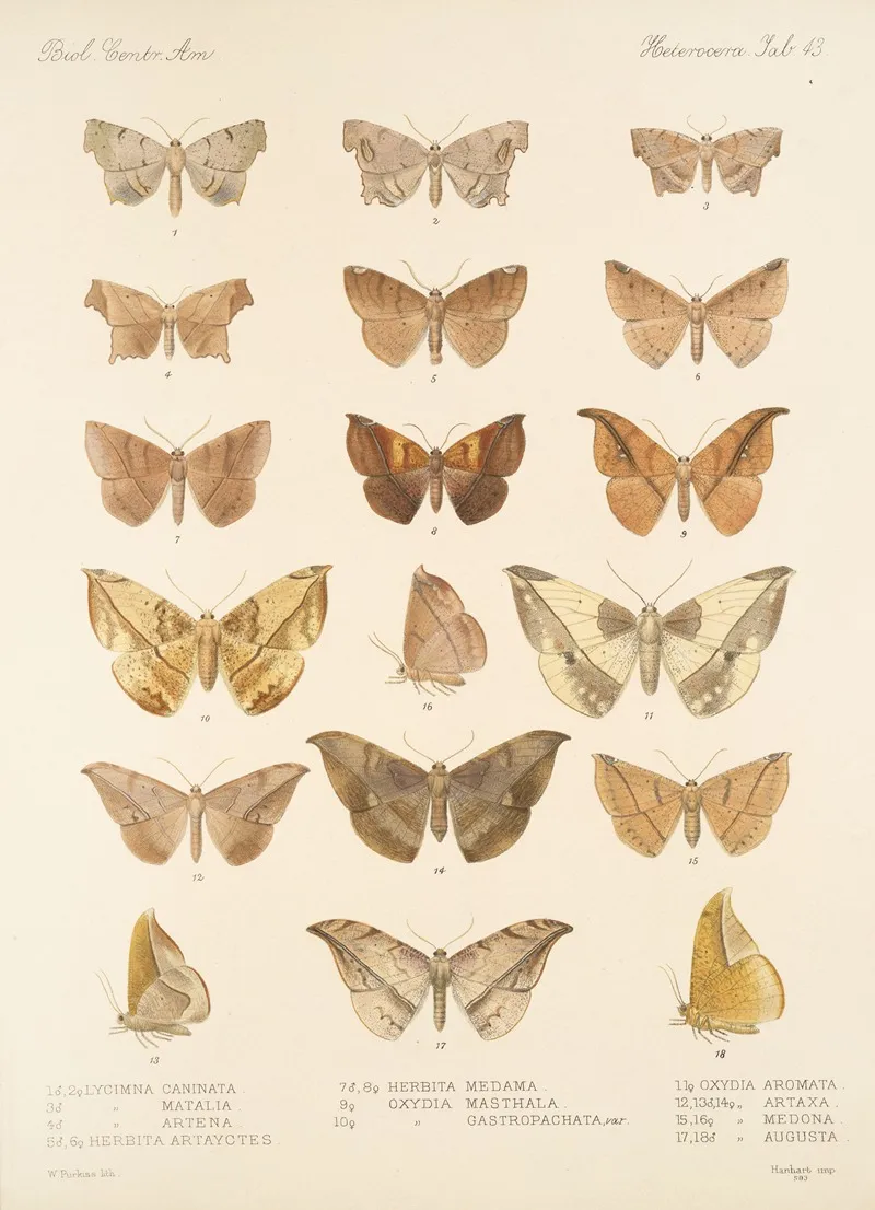 Insecta Lepidoptera Heterocera Pl 043