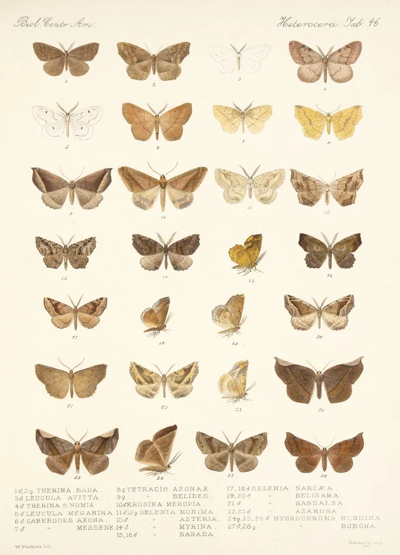 Insecta Lepidoptera Heterocera Pl 046
