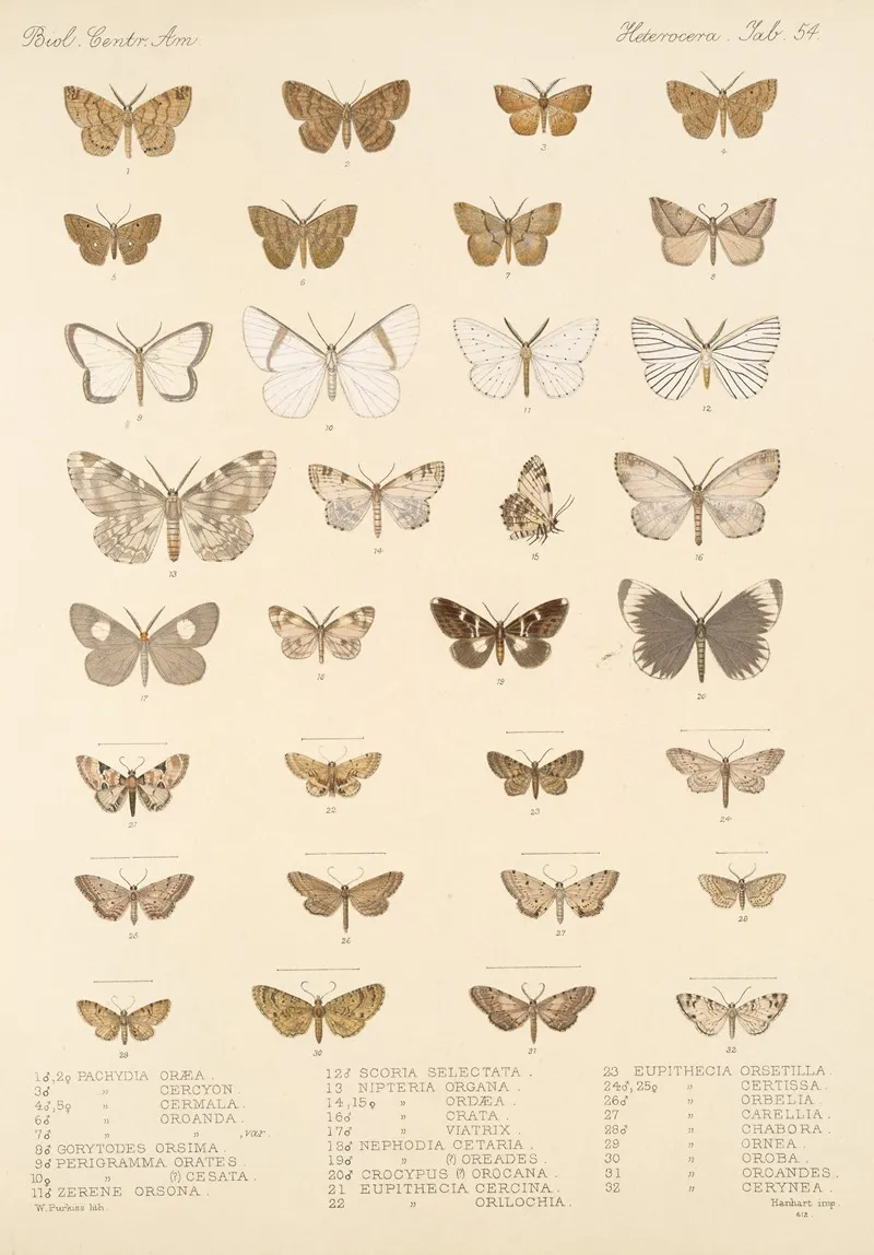 Insecta Lepidoptera Heterocera Pl 054