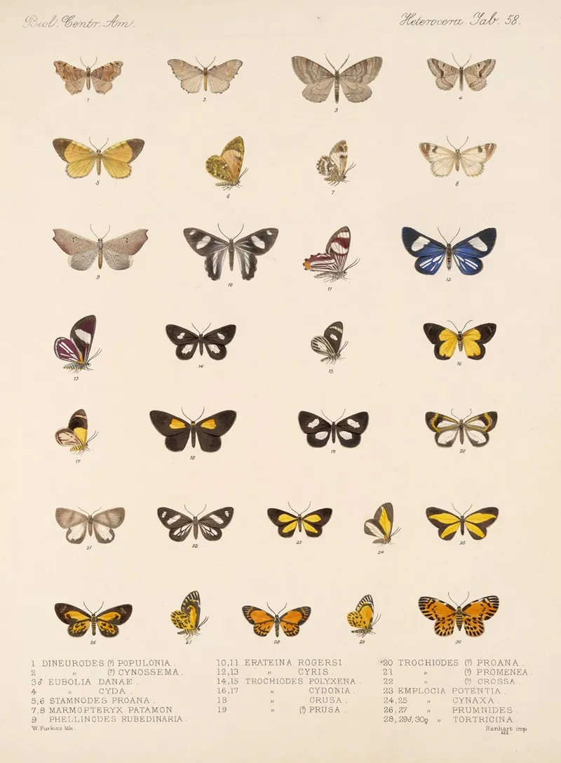 Insecta Lepidoptera Heterocera Pl 057