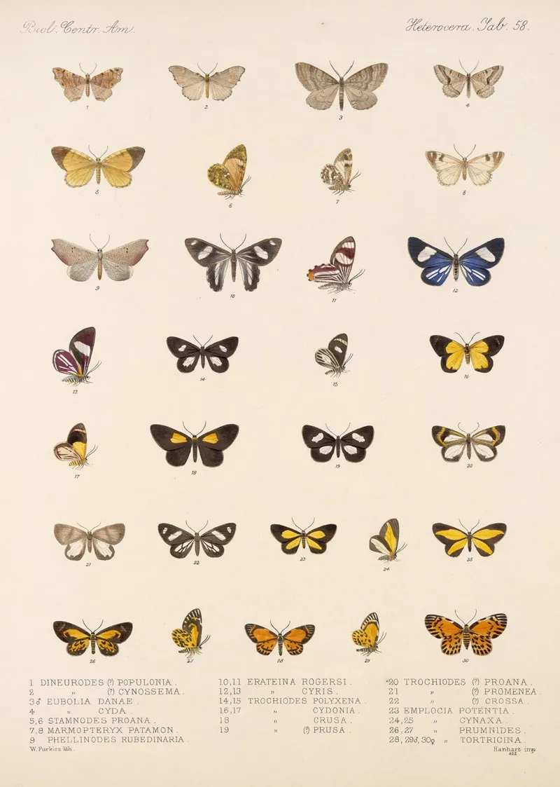 Insecta Lepidoptera Heterocera Pl 058