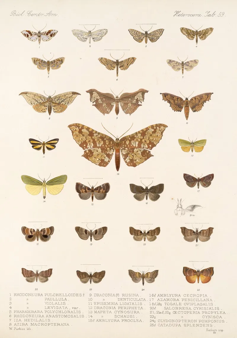 Insecta Lepidoptera Heterocera Pl 059