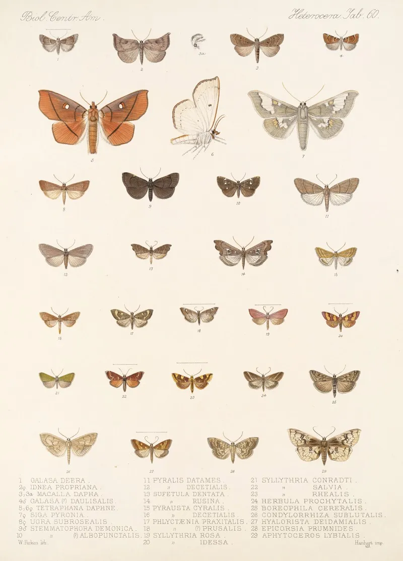 Insecta Lepidoptera Heterocera Pl 060