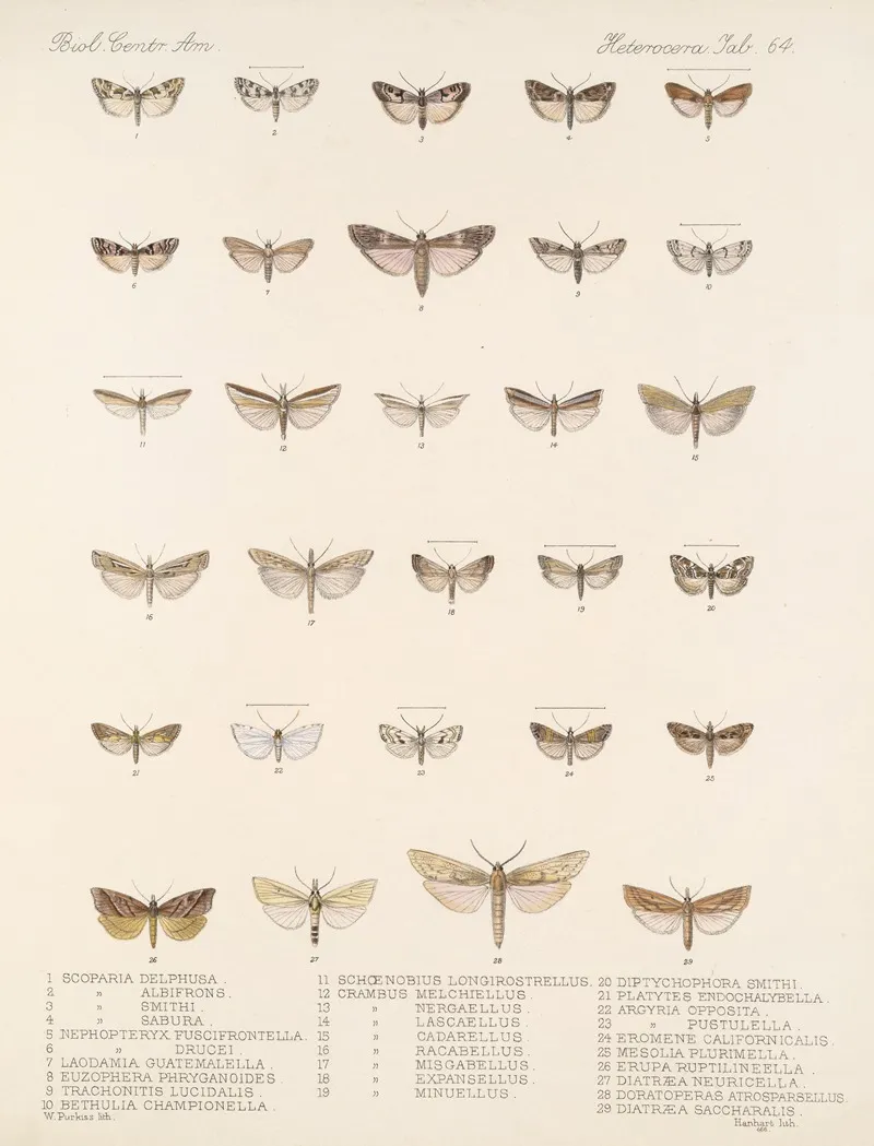 Insecta Lepidoptera Heterocera Pl 064